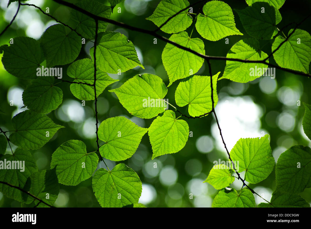 green leaves background Stock Photo - Alamy