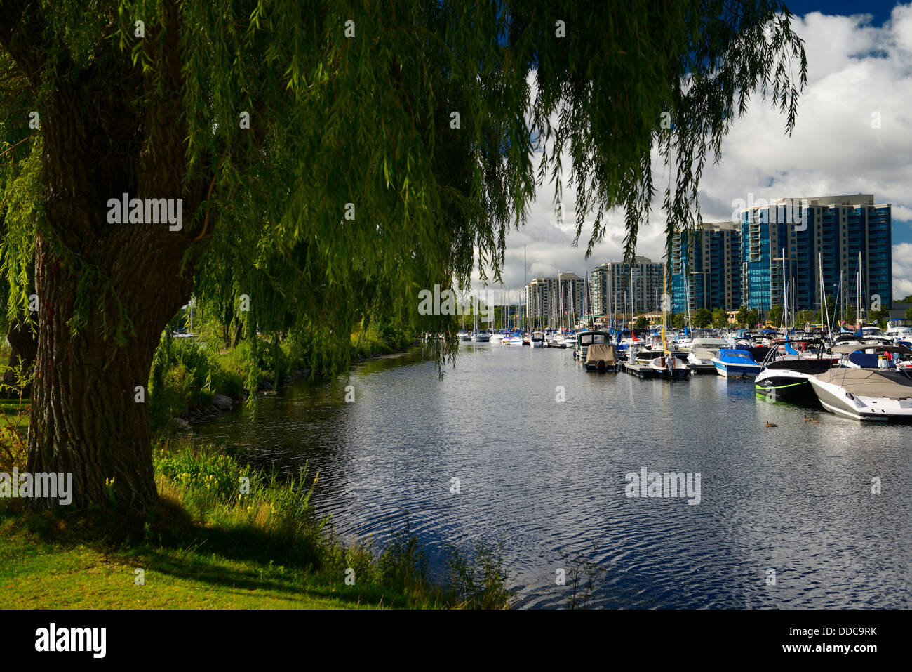Willow tree over Barrie Ontario Canada Marina on Kempenfelt Bay with boats and condos Stock Photo
