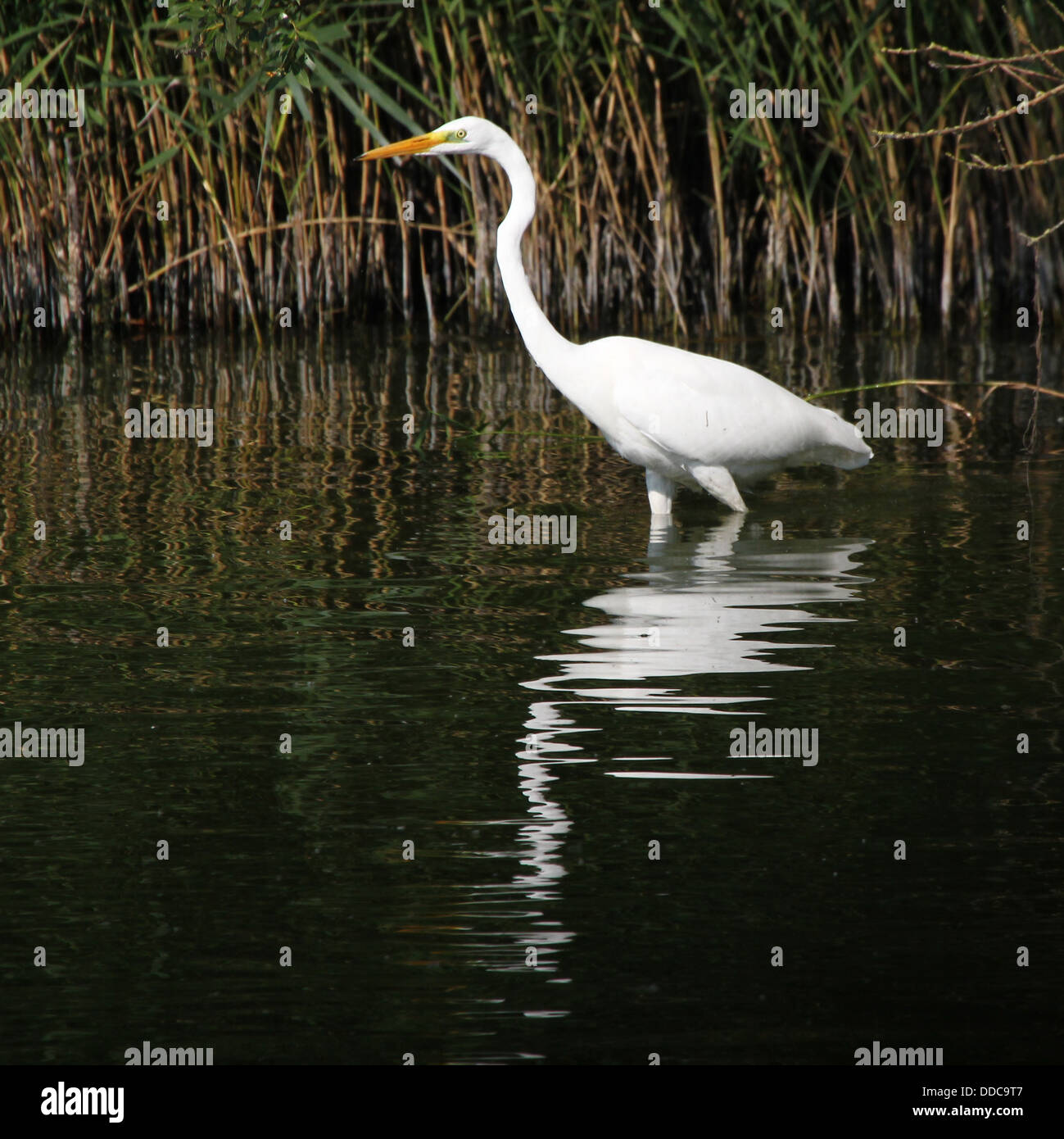 Detailed close-up of a Great White Egret (Ardea Alba) hunting for fish in marshy wetlands (nearly 100 Egret images in all) Stock Photo