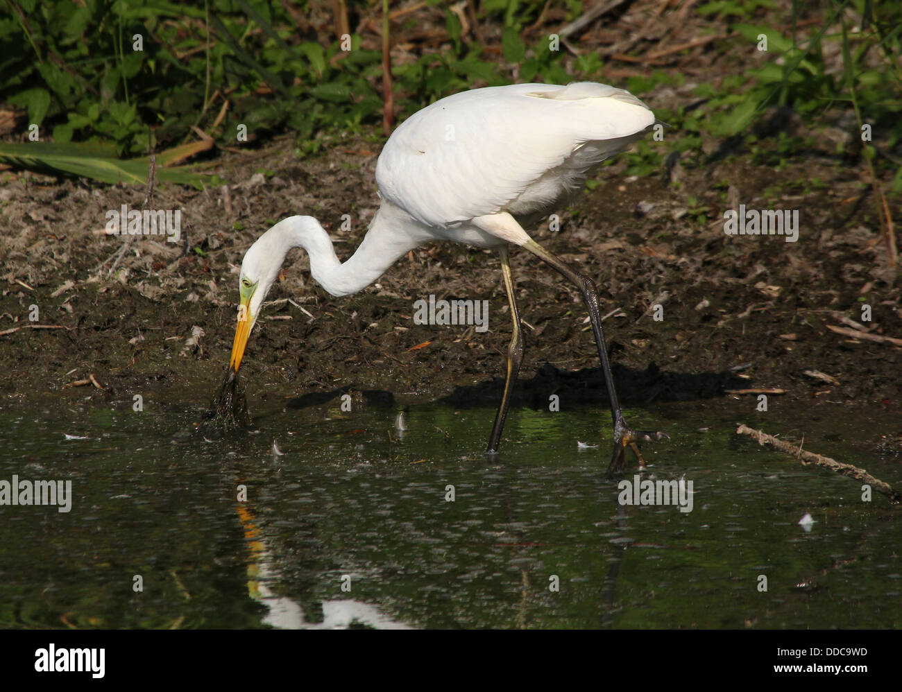 Detailed close-up of a Great White Egret (Ardea Alba) hunting for fish in marshy wetlands (nearly 100 Egret images in all) Stock Photo