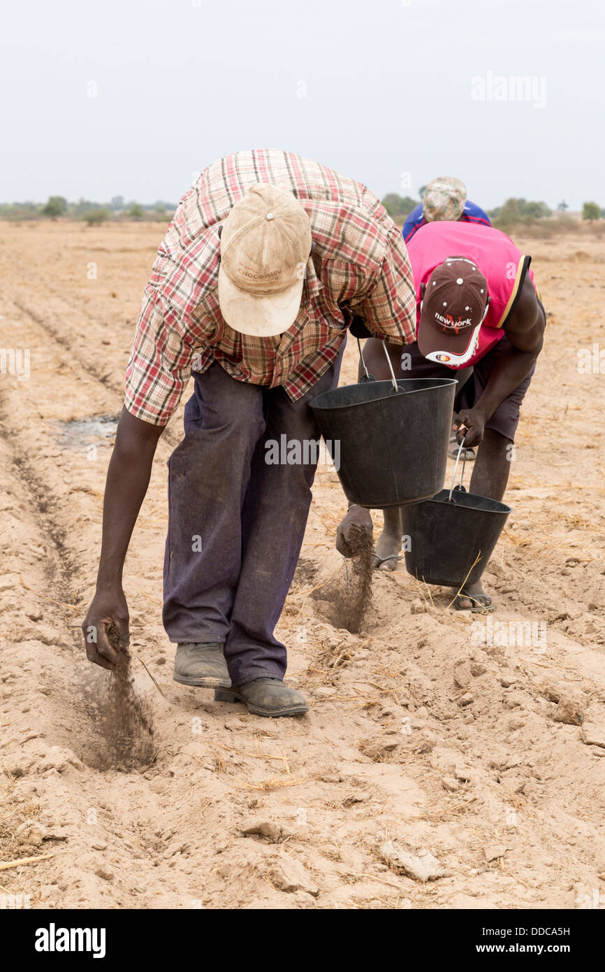 Millet Cultivation. Spreading Compost Fertilizer by Hand, the old, back-bending, labor-intensive way. Kaolack, Senegal. Stock Photo