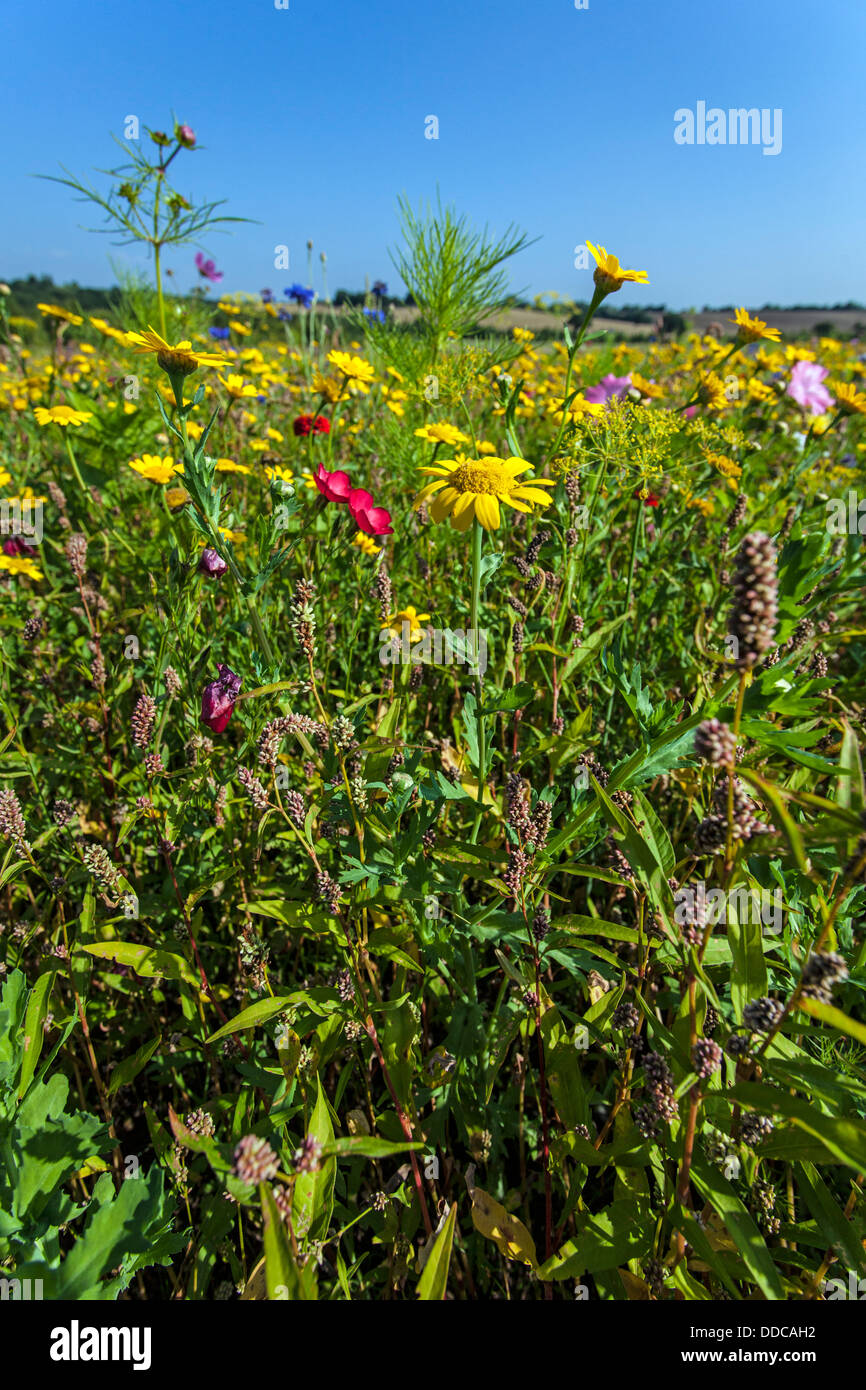 English summer flower hi-res stock photography and images - Alamy