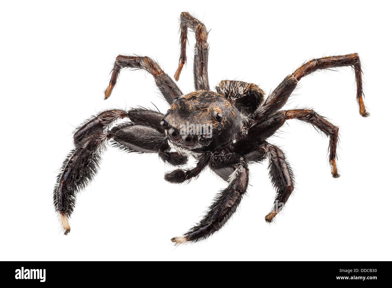 black spider in high definition Stock Photo