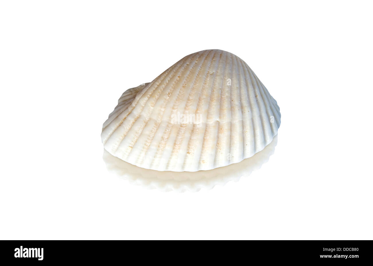 Calcium shell hi-res stock photography and images - Alamy