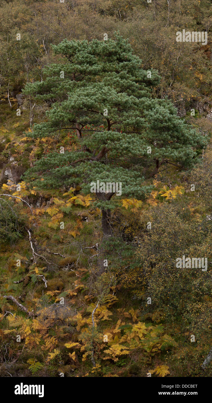 A Scots Pine tree surrounded by Autumn colours on the bank of the River Inver, Assynt, Scottish Highlands UK Stock Photo