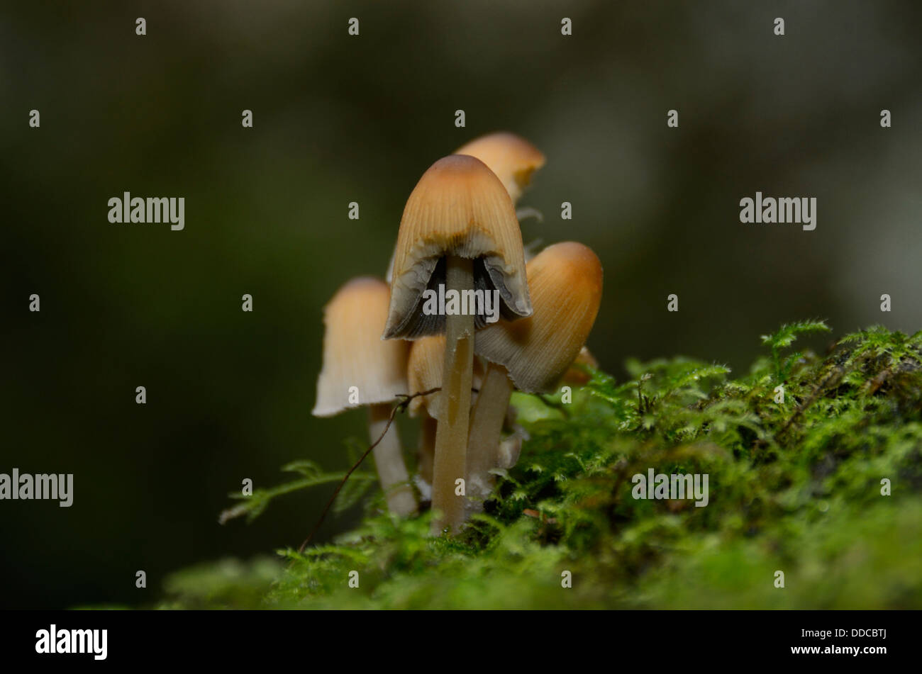Inkcap Mushrooms on a bed of Lichen Stock Photo