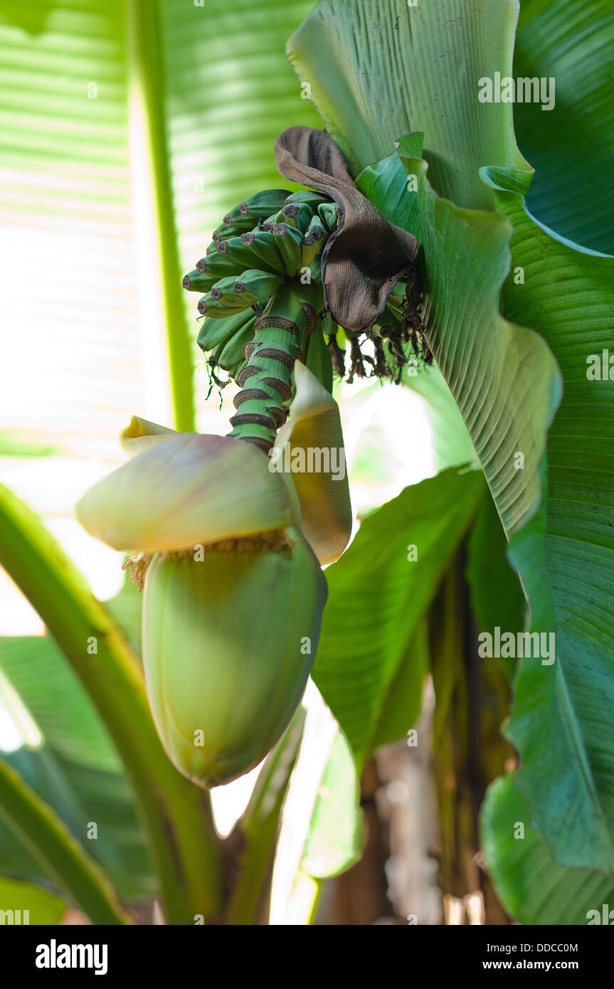 Banana tree bloom hires stock photography and images Alamy
