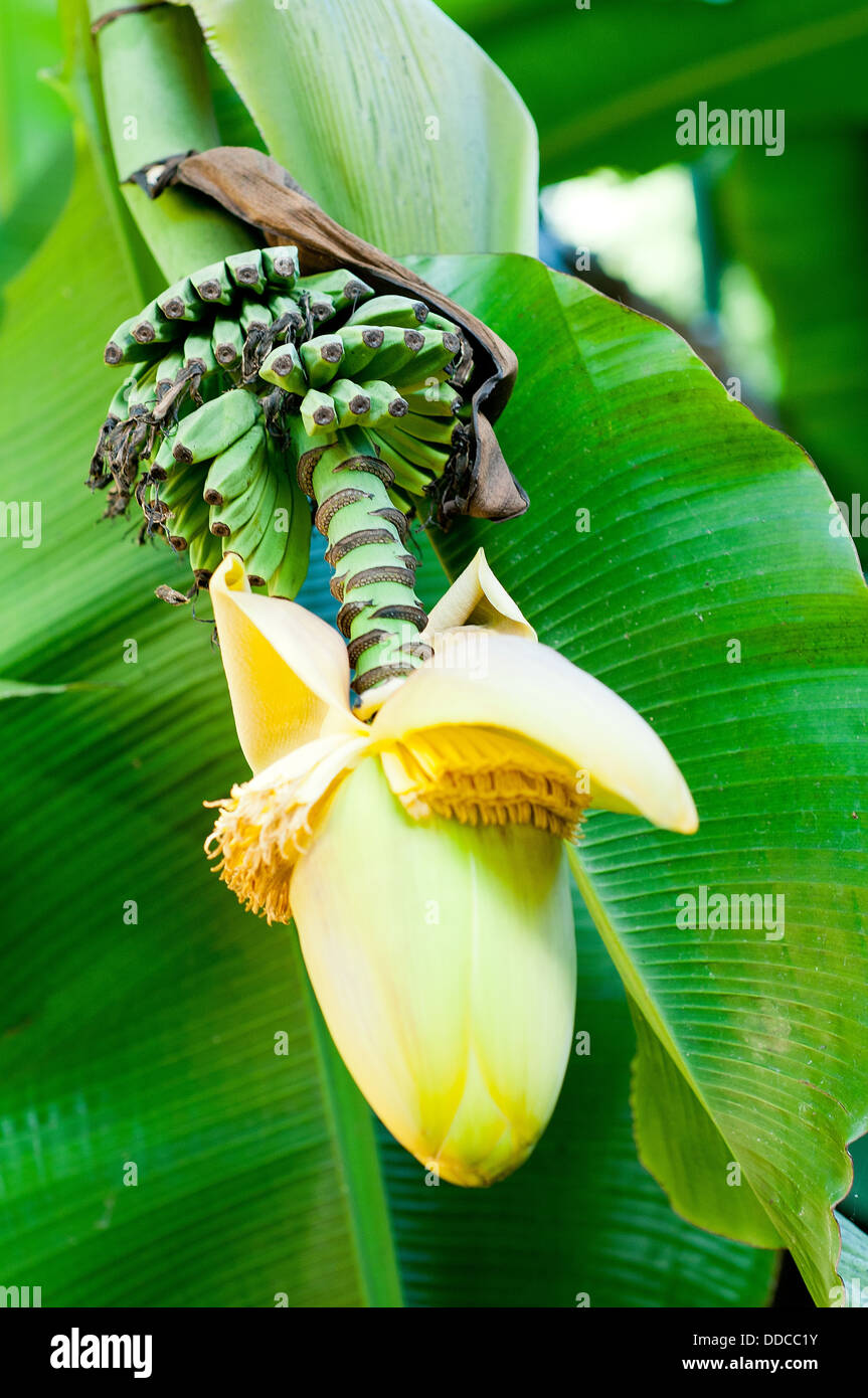 banana flower blossom Stock Photo Alamy