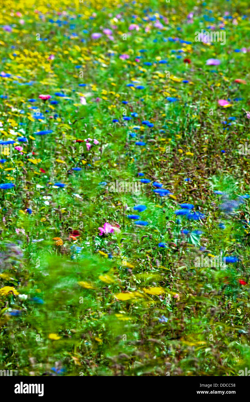 English wild flower hi-res stock photography and images - Alamy