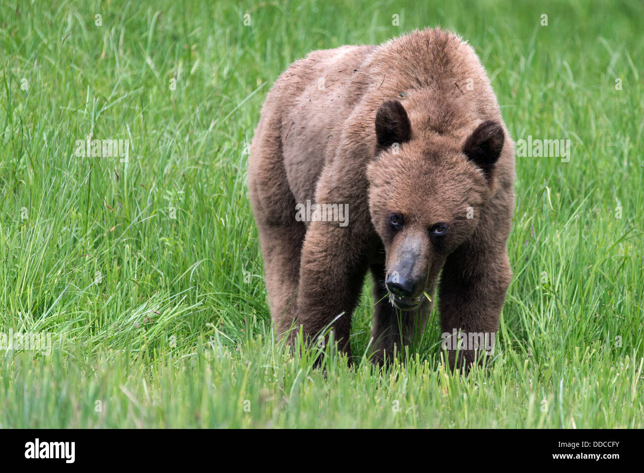 Young grizzly bear eating sedge grass, Khutze Inlet, British Columbia Stock Photo