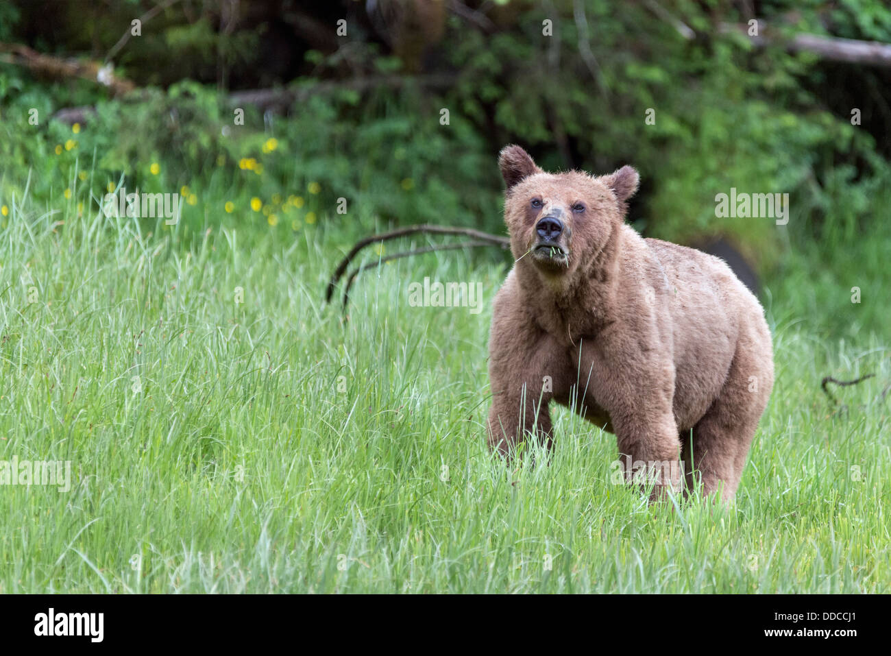 Young grizzly bear with a mouthful of sedge grass, Khutze Inlet, British Columbia Stock Photo