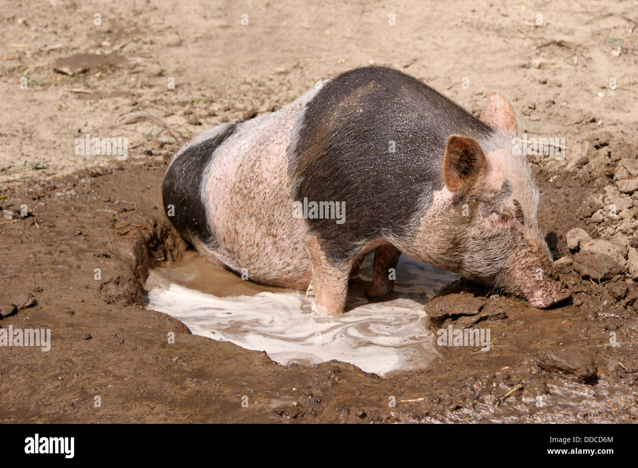 black and white pig wallows in sludge Stock Photo