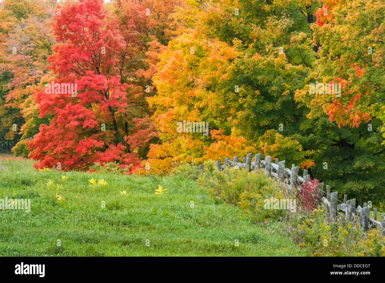 A rural fall scene near Inglewood, Ontario, Canada. Stock Photo