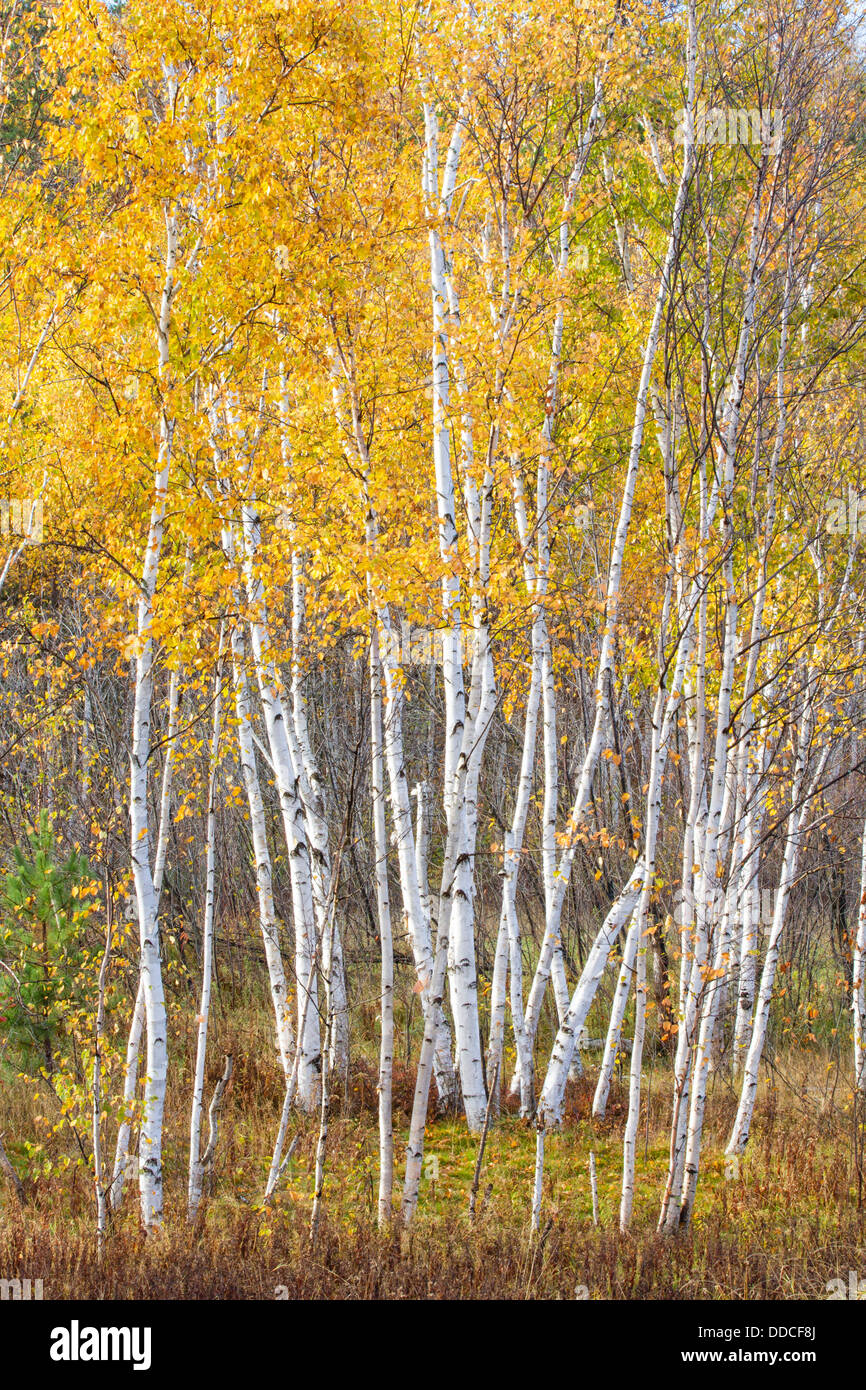 Leaves Turned Yellow Birch Hi res Stock Photography And Images Alamy