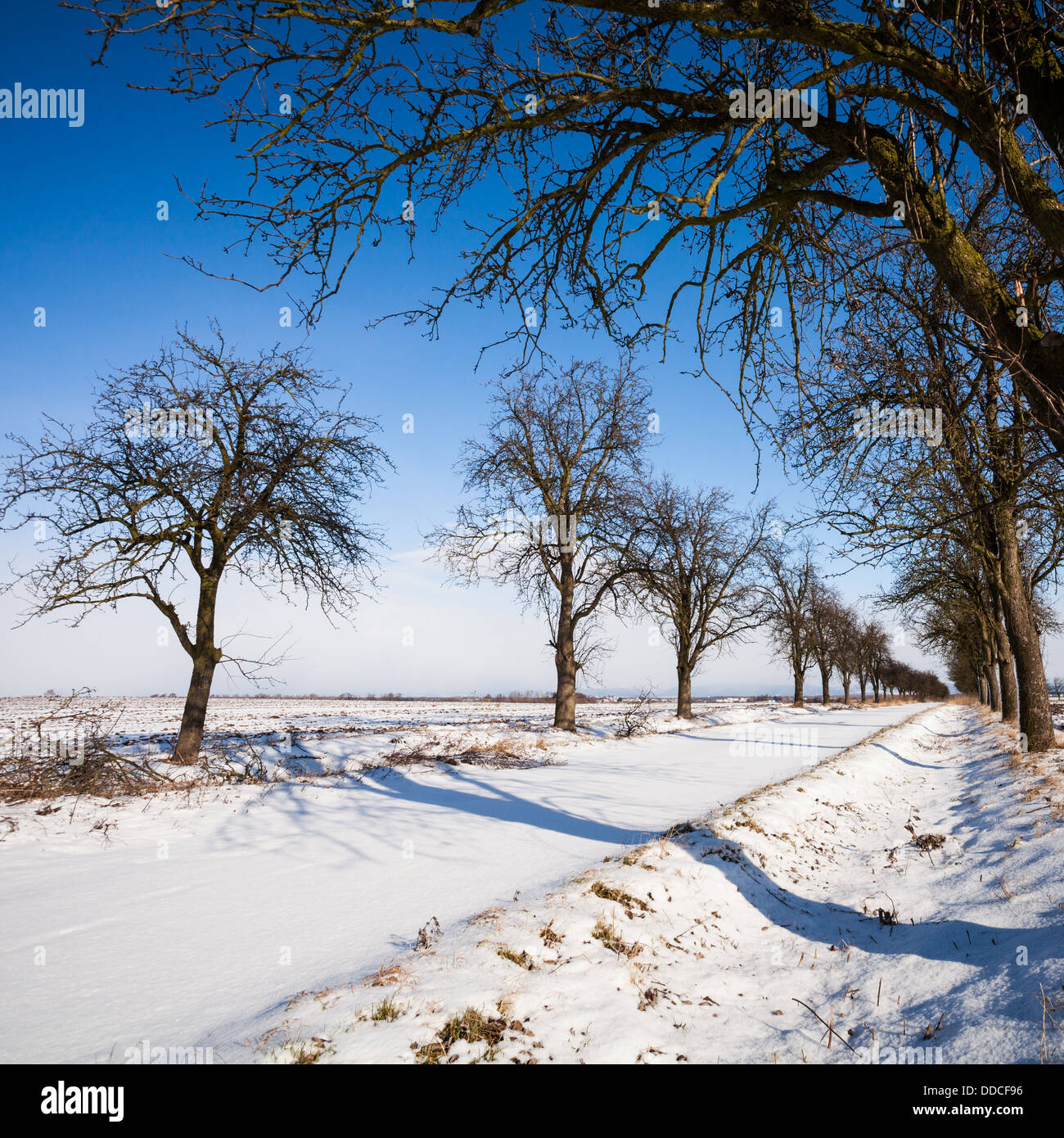 Lovely winter landcape - alley covered with fresh snow Stock Photo - Alamy