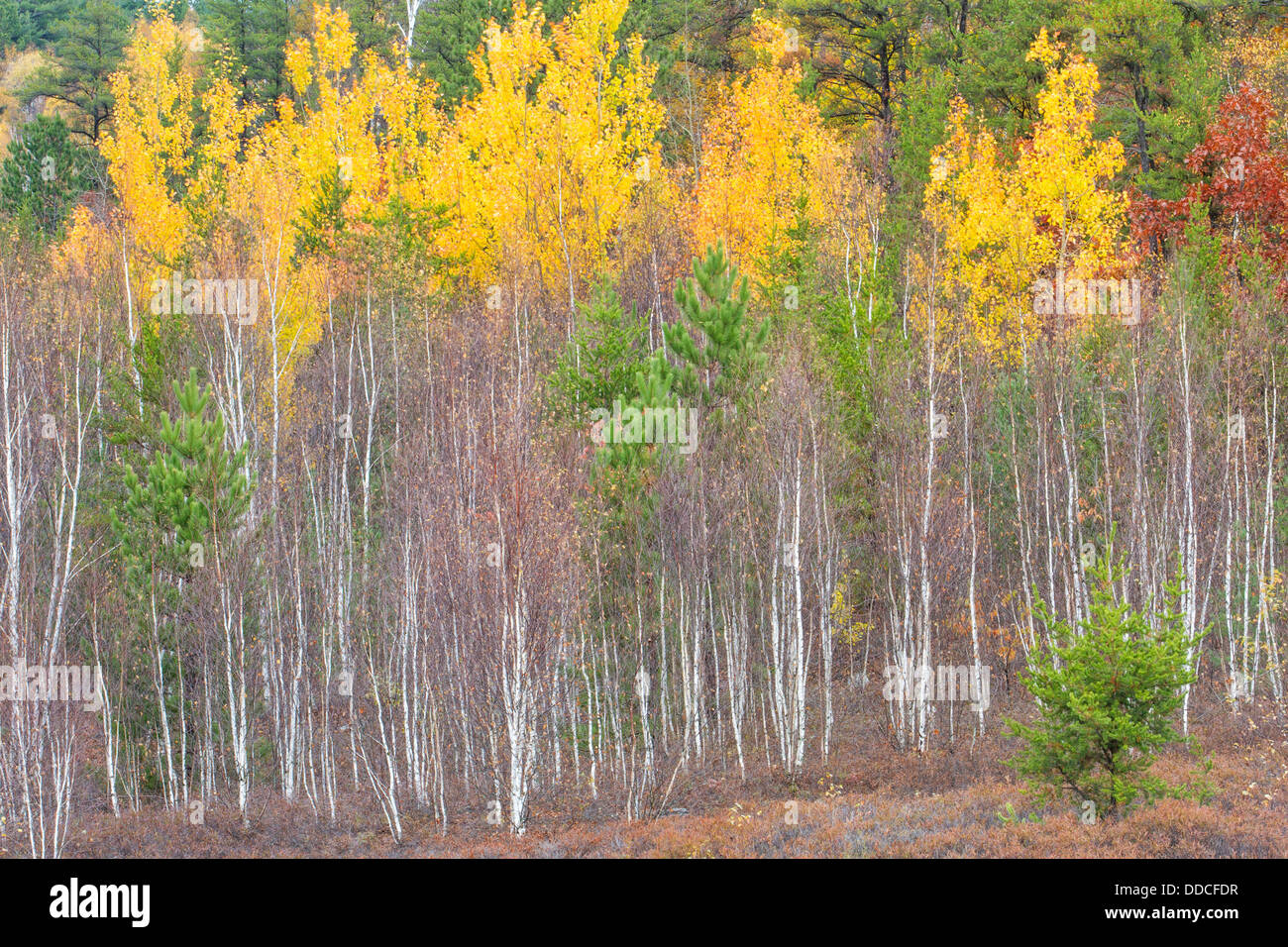A forest scene in late autumn, Wanup, City of Greater Sudbury, Ontario, Canada. Stock Photo