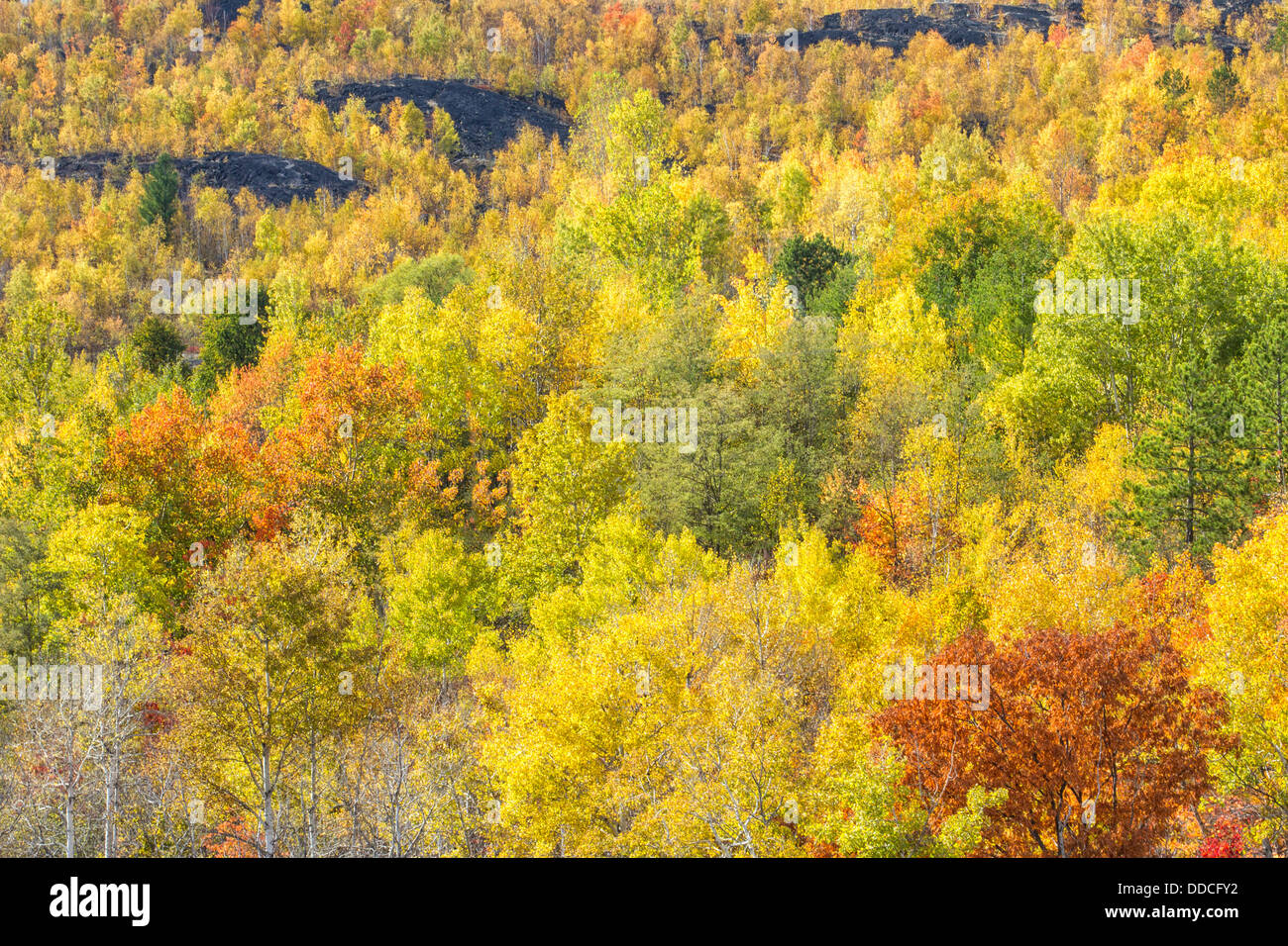 Trees in their autumn glory growing between the rocky hills of Sudbury, Ontario, Canada. Stock Photo