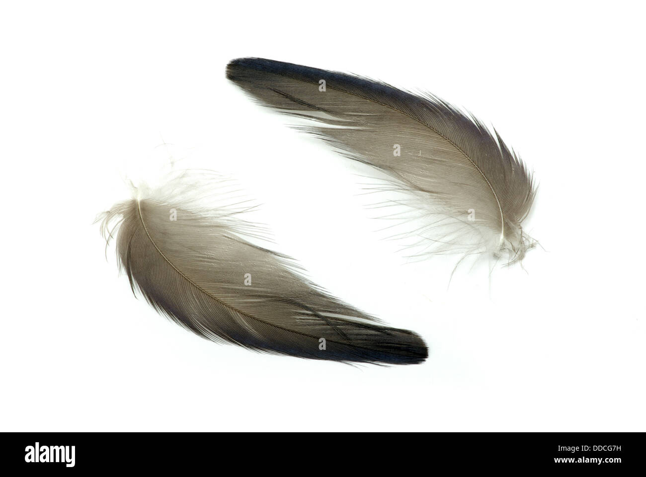 feather Stock Photo - Alamy.