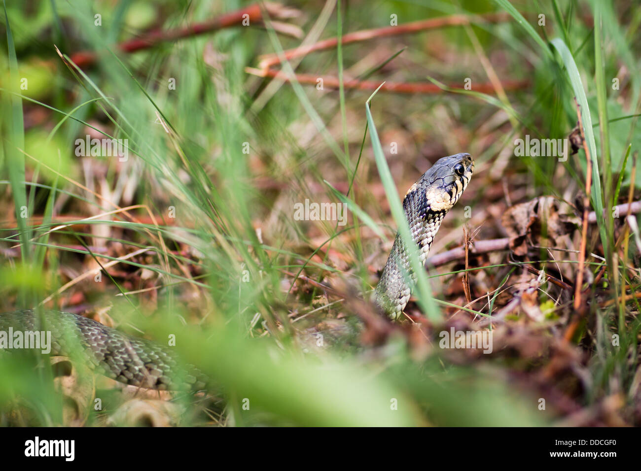 Grass snake (Aka Water snake Natrix Natrix) Stock Photo