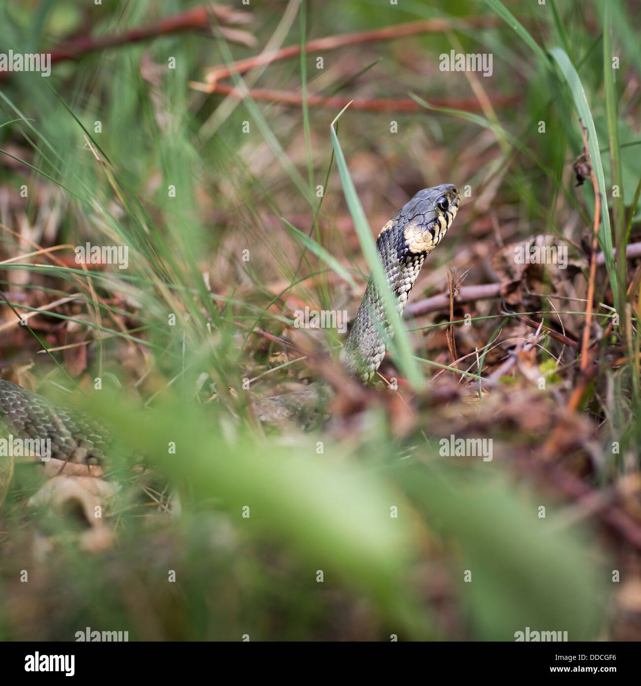 Grass snake (Aka Water snake Natrix Natrix) Stock Photo