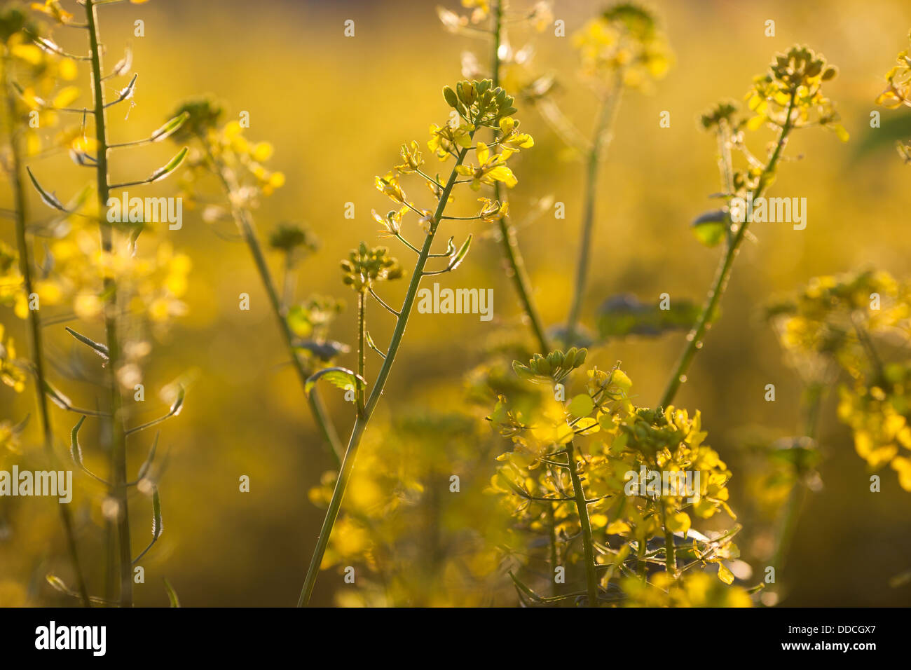 Colza (Brassica rapa) Stock Photo