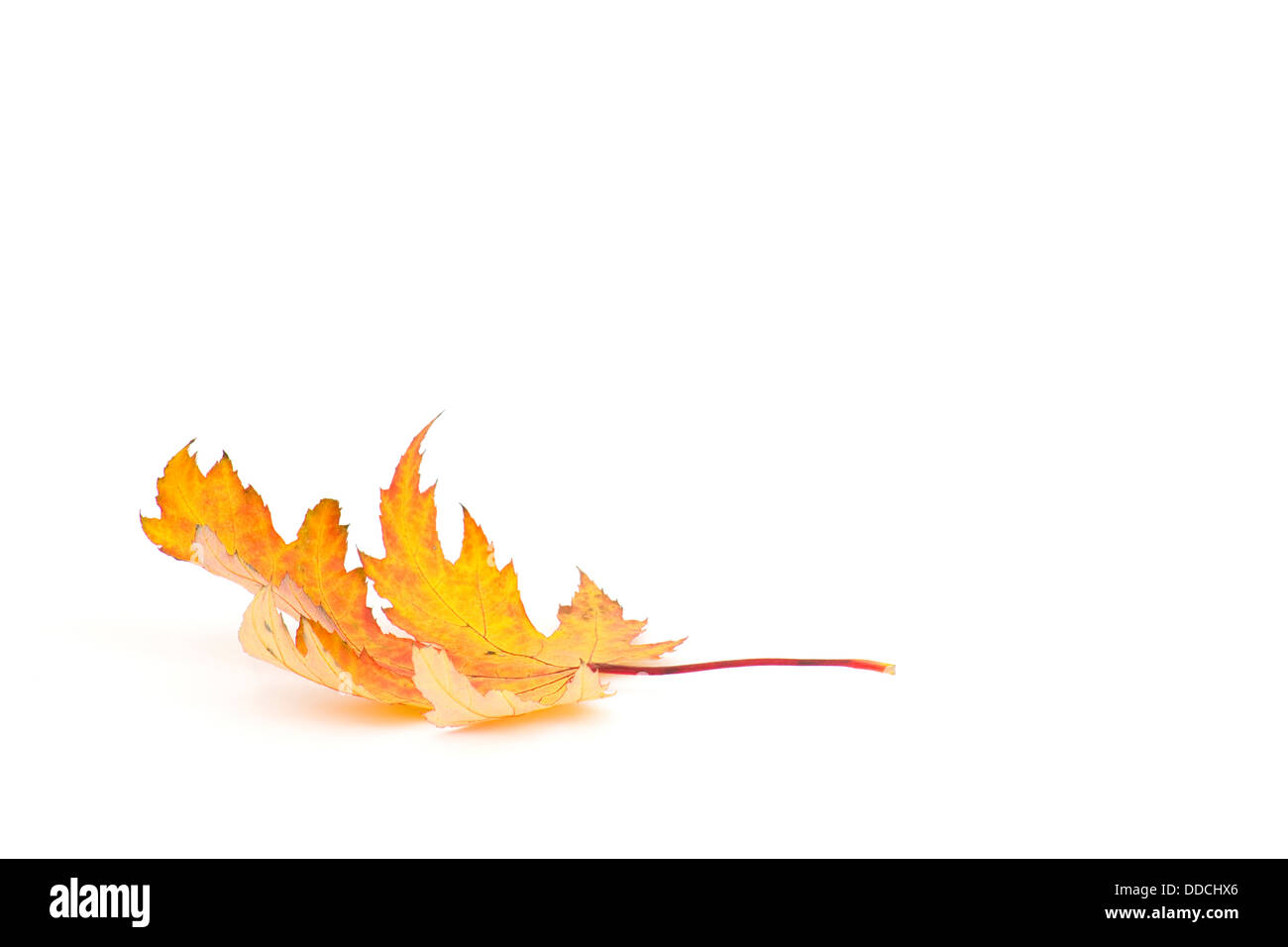 Ornamental gold leaf hi-res stock photography and images - Alamy