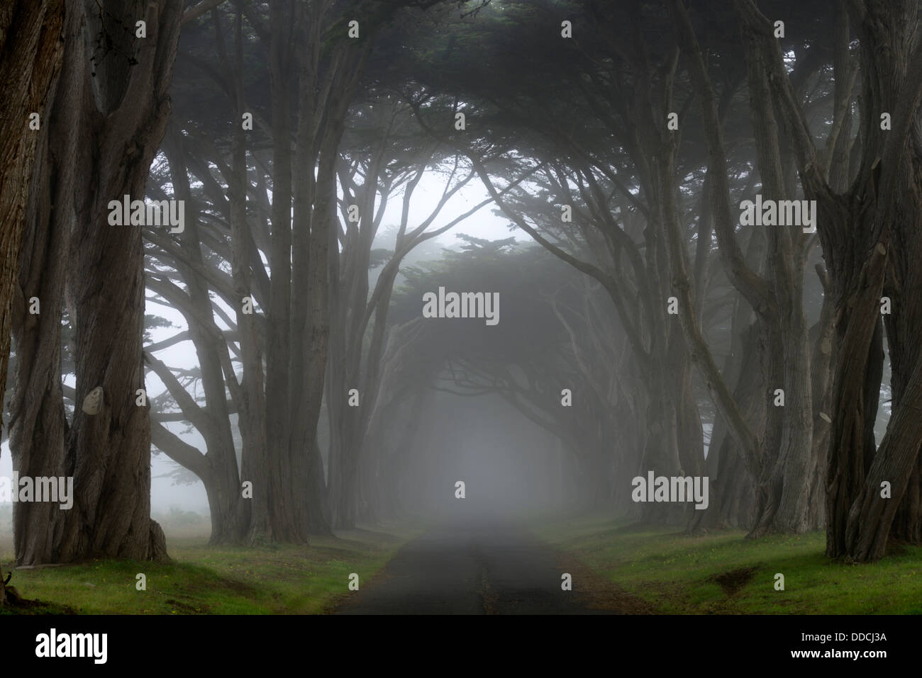 Cypress Tree Avenue at the KPH historic radio station Point Reyes