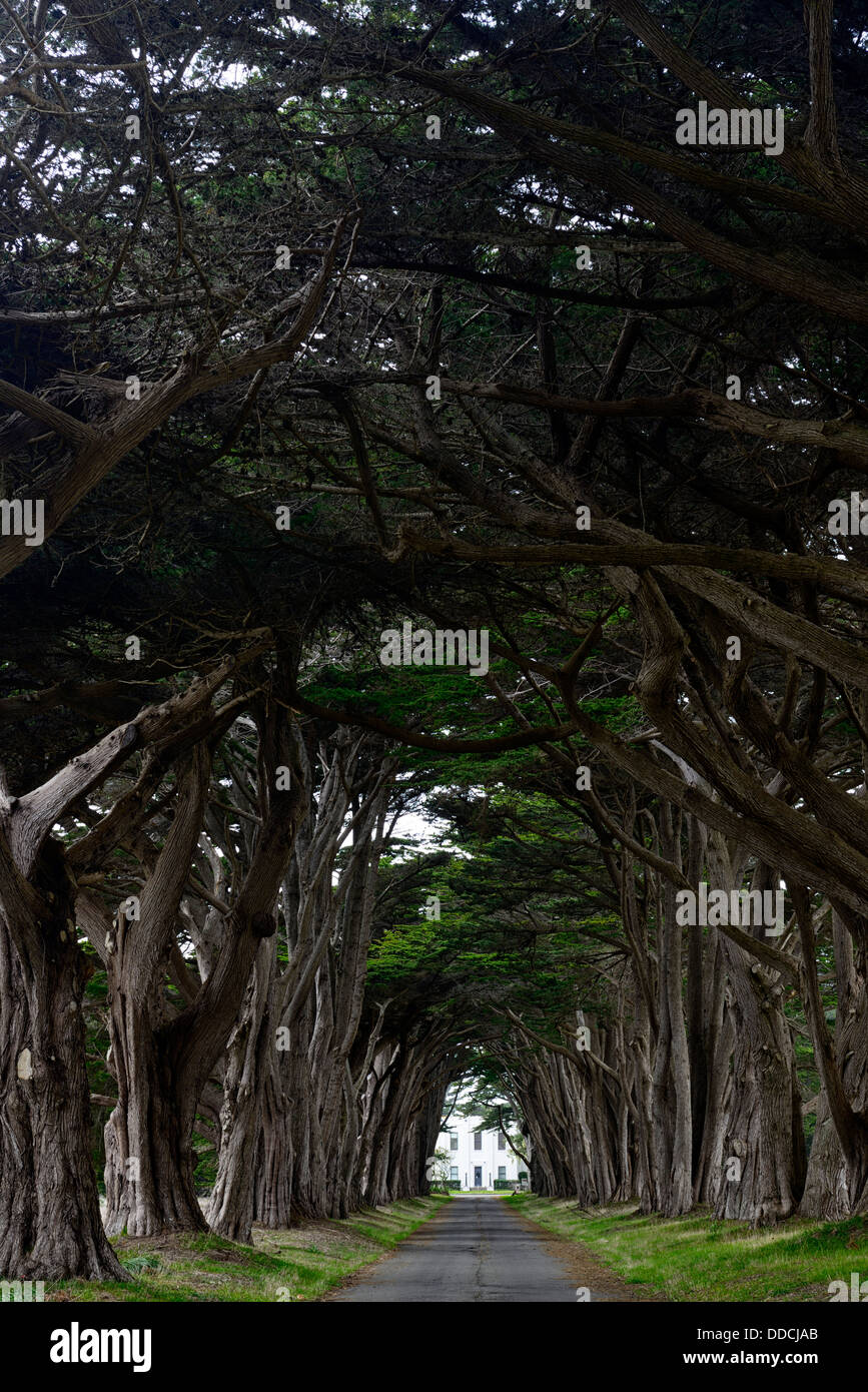 Cypress Tree Avenue at the KPH historic radio station Point Reyes