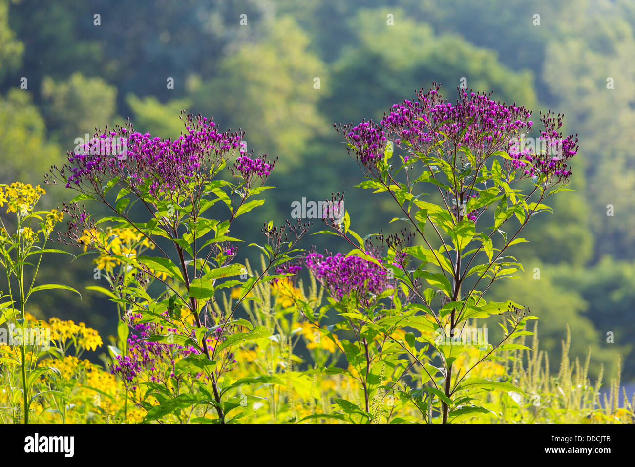 Ohio Wildflowers High Resolution Stock Photography and Images Alamy