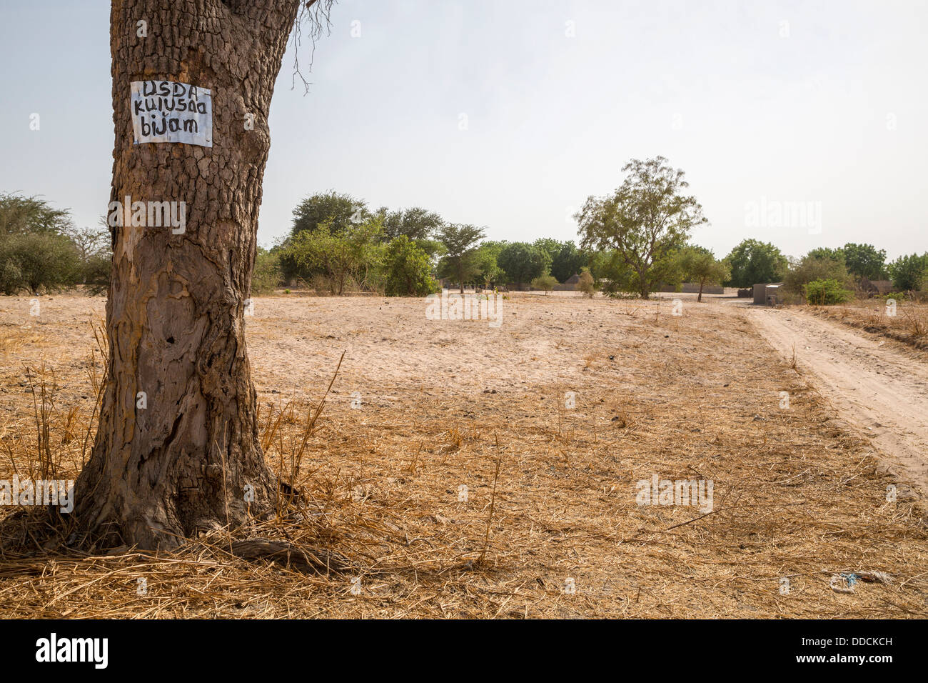Sign on Tree Indicates that the Village, Bijam, near Kaolack, Senegal, is participating in a Millet Development Program. Stock Photo