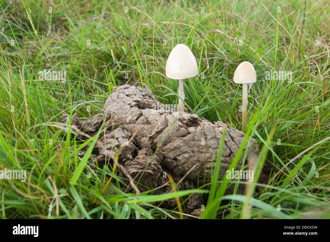 Fruiting bodies of fungus (Panaeolus semiovatus) on cattle dung on Dartmoor Stock Photo