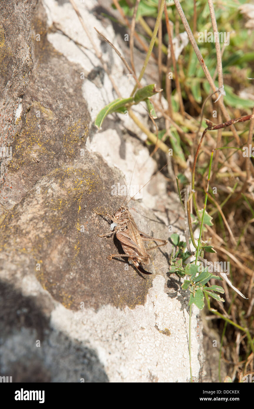 Large female bush cricket in sunshine on rock. Ovipositor clearly