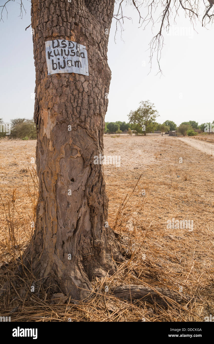 Sign on Tree Indicates that the Village, Bijam, near Kaolack, Senegal, is participating in a Millet Development Program. Stock Photo