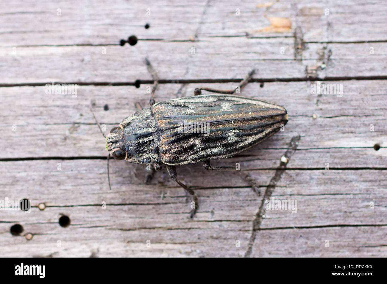 Australian leaf beetle hi-res stock photography and images - Alamy