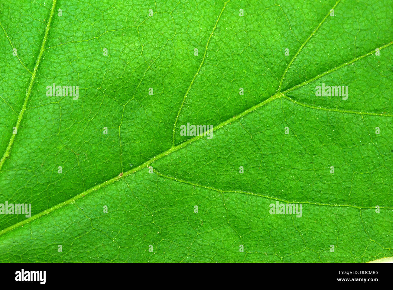 structure of leaf Stock Photo - Alamy