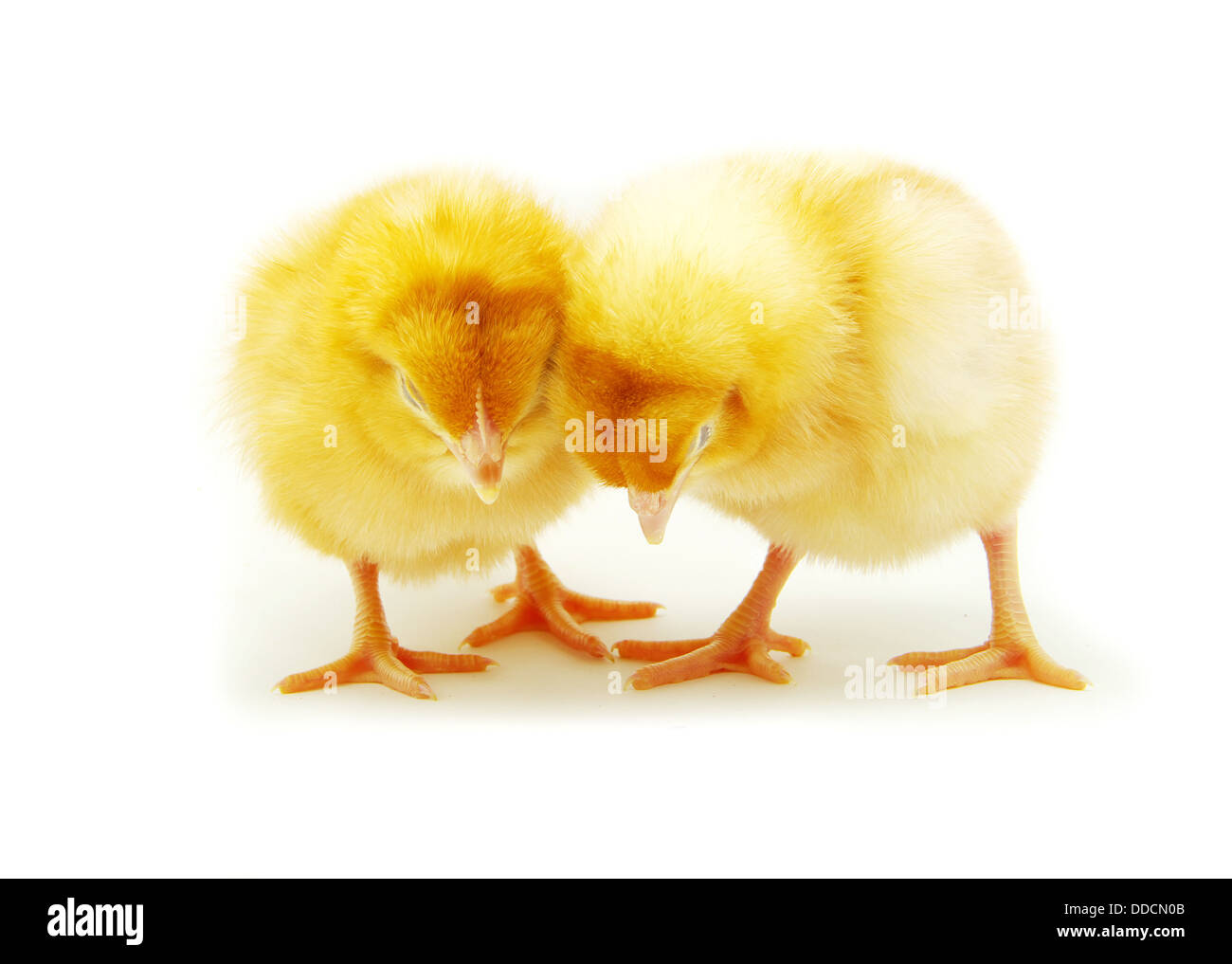 One baby chicken hi-res stock photography and images - Alamy