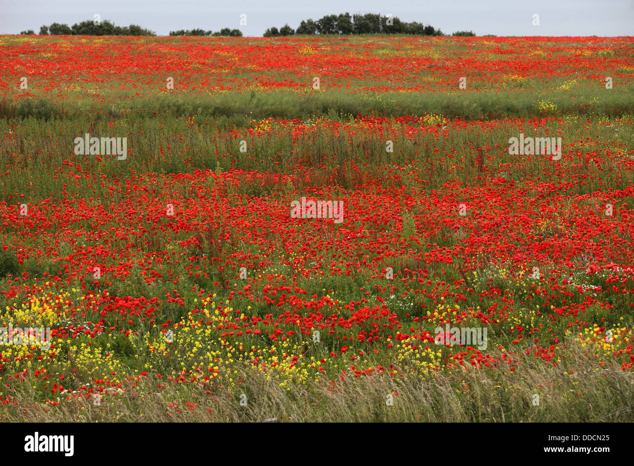 Field of Scarlet corn poppies above the Normandy Beaches, France Stock Photo