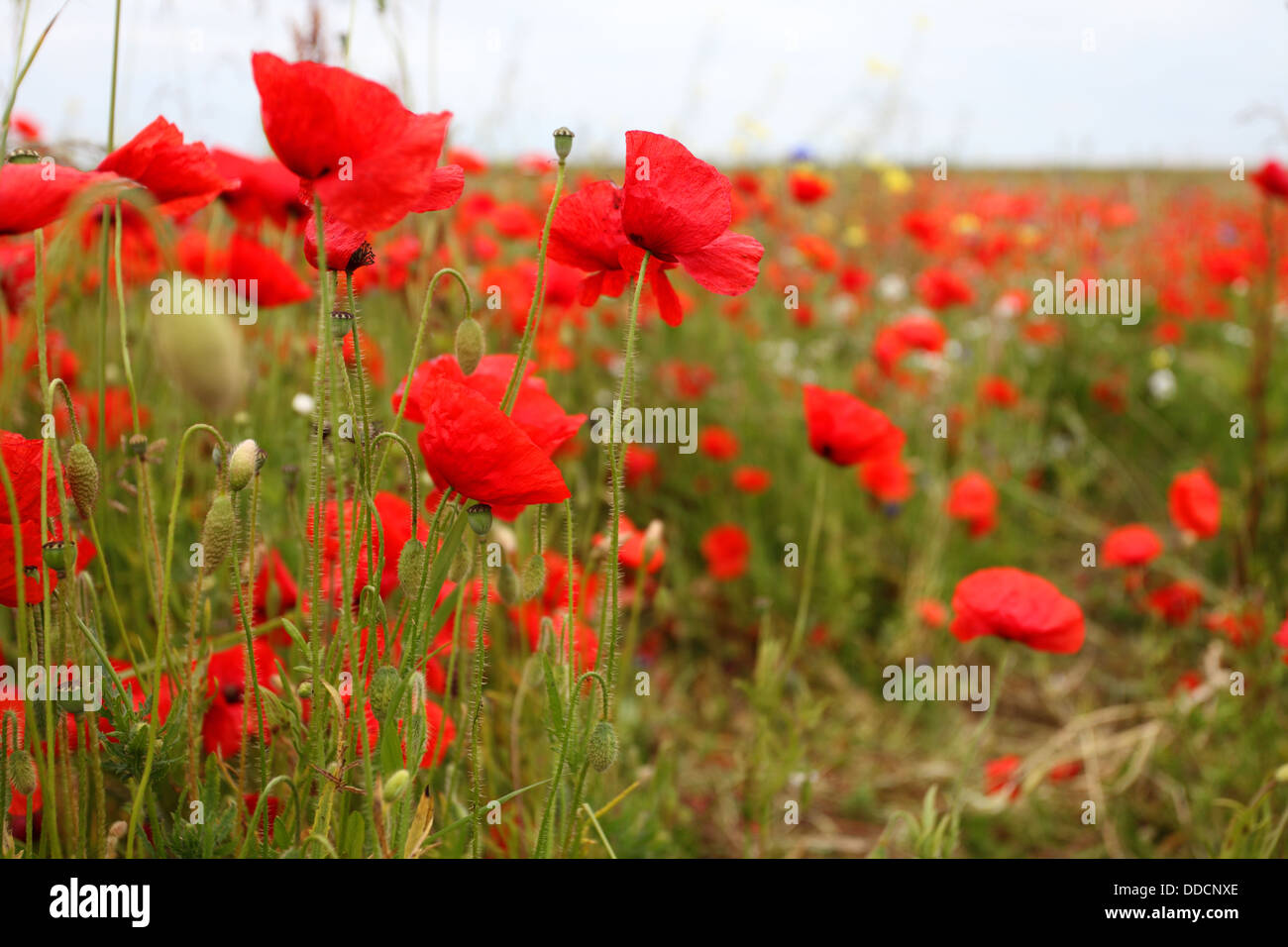 scarlet red corn poppies Stock Photo