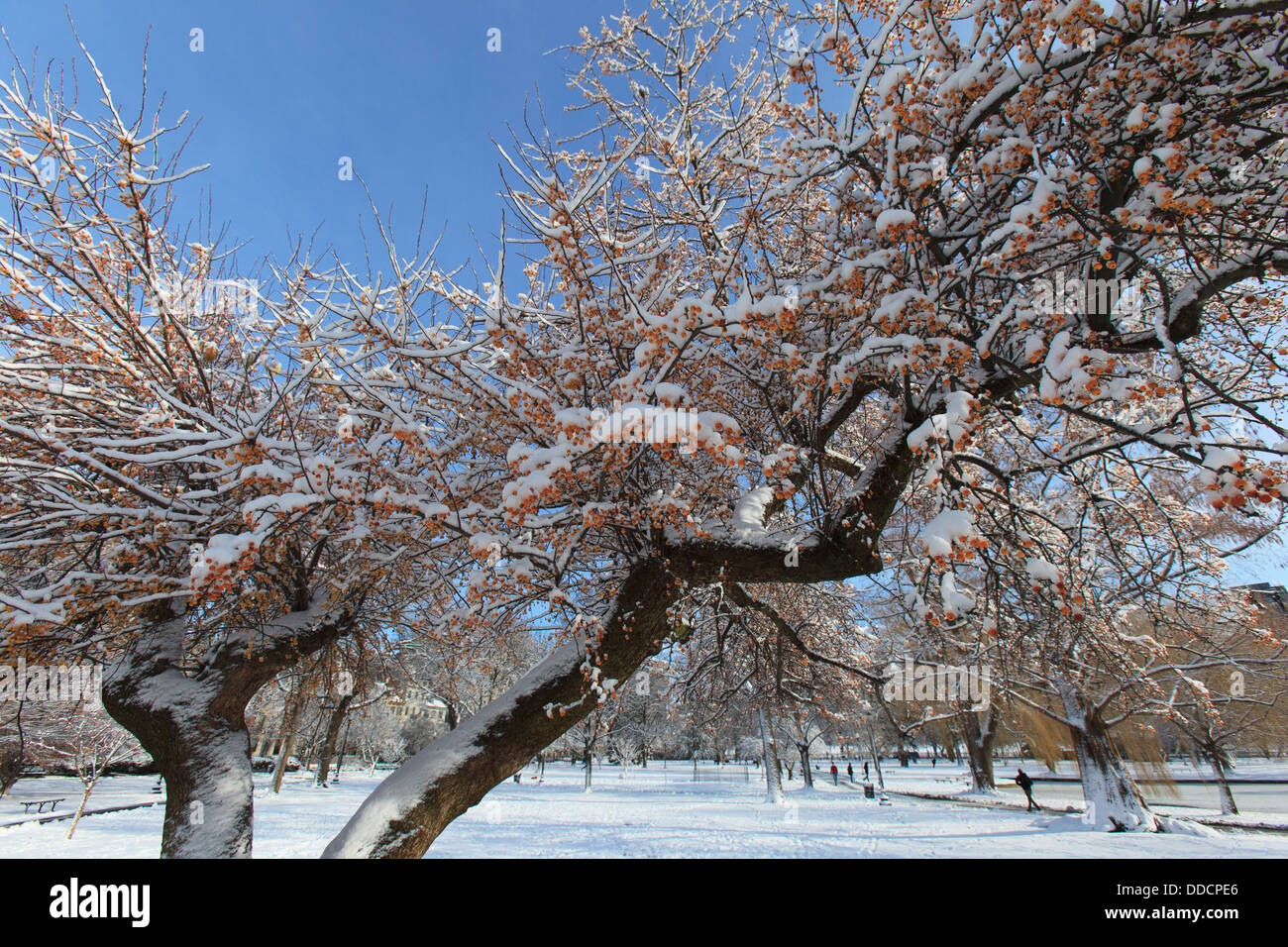 Cherry trees in Boston Public Garden after snow storm, Boston, Suffolk County, Massachusetts