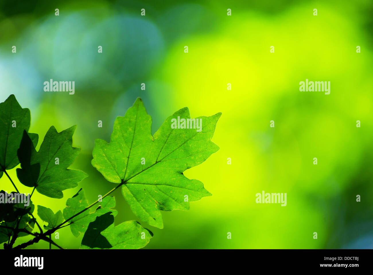 green leaves background Stock Photo - Alamy