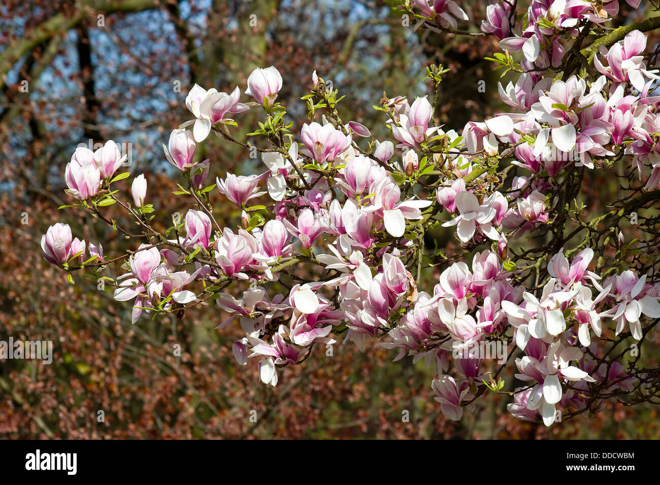 blooming magnolia tree Stock Photo - Alamy
