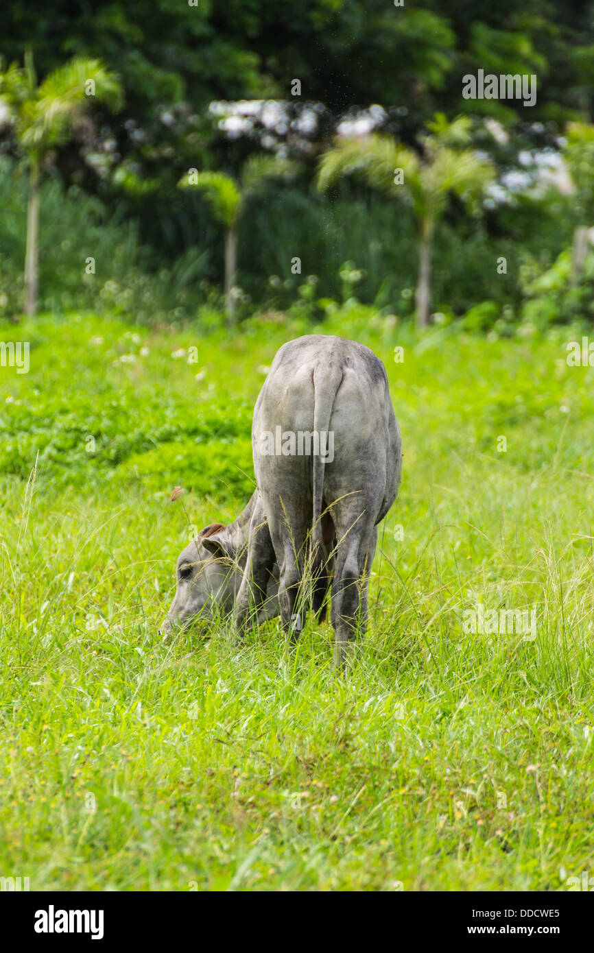 White cow stands in pasture Stock Photo - Alamy
