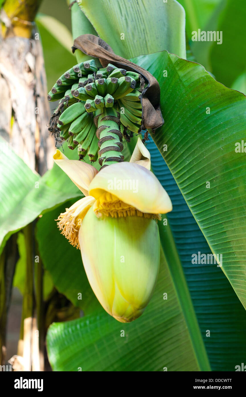 banana flower blossom Stock Photo Alamy