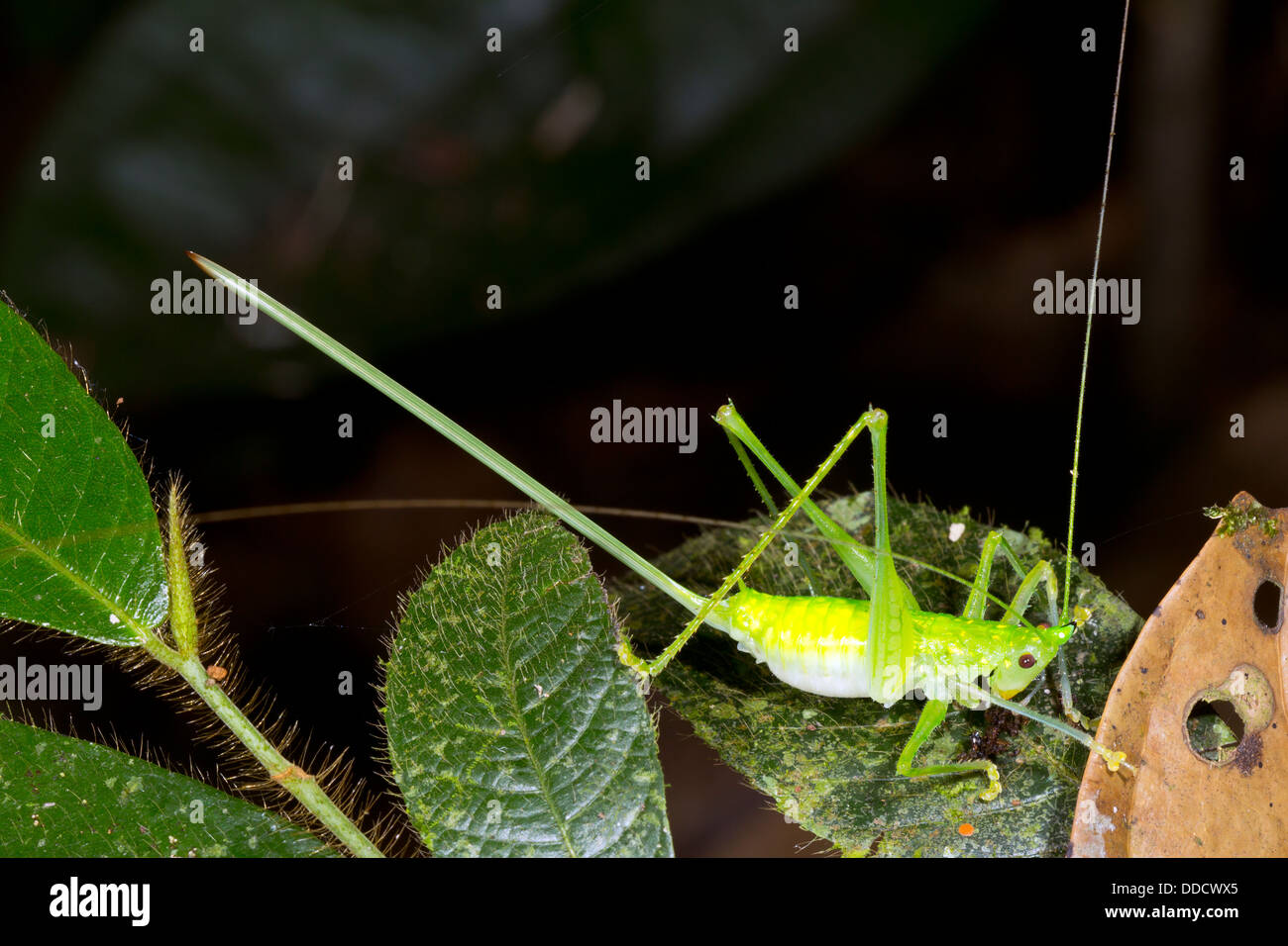A female conehead katydid with a very long ovopositor, Ecuador Stock Photo