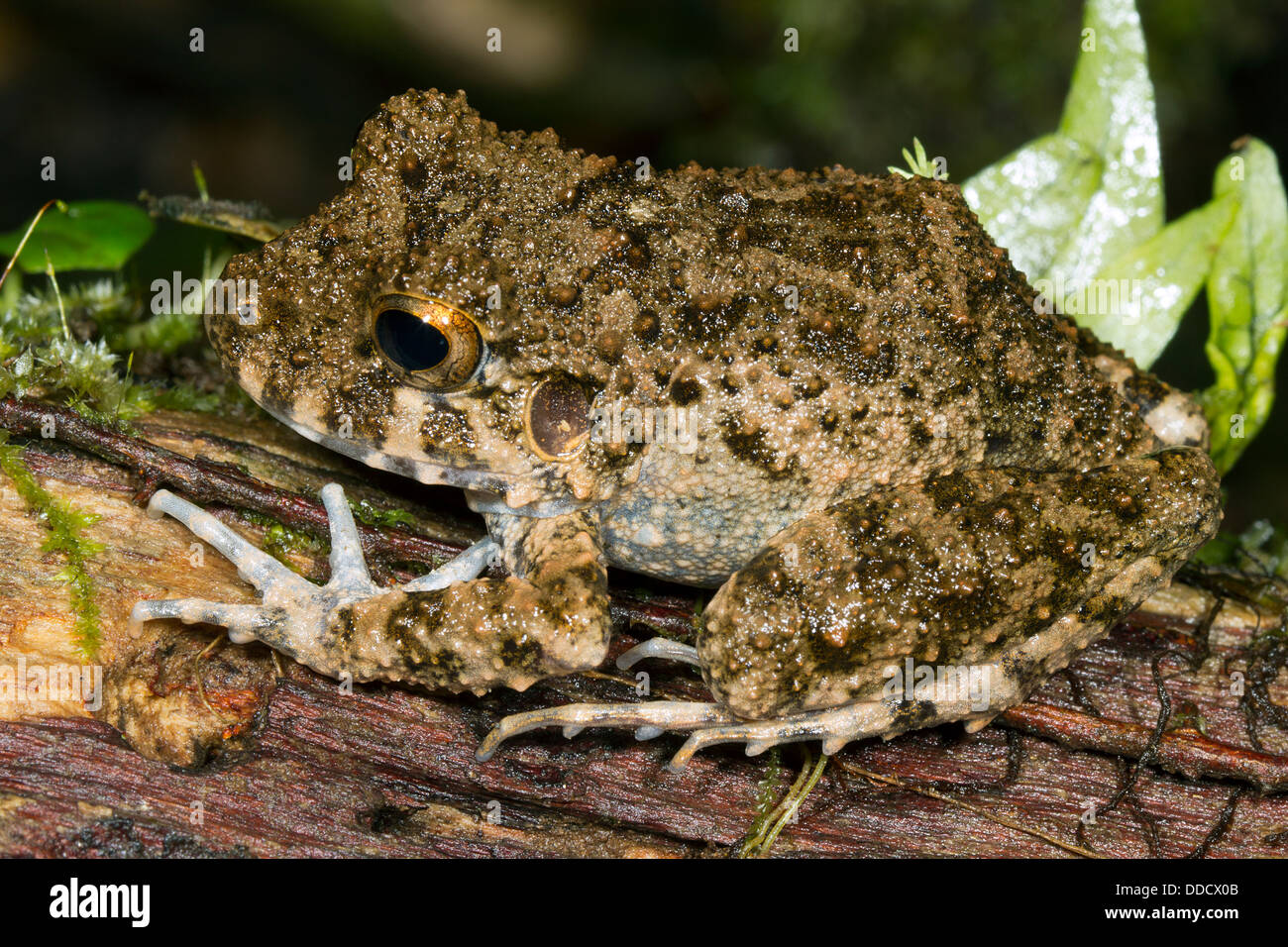 Common big-headed rain frog (Oreobates quixensis) Stock Photo