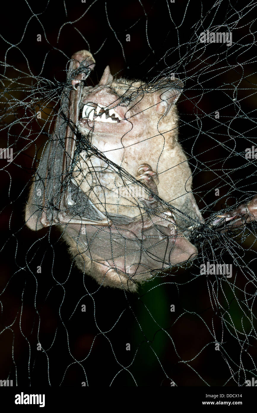 Jamaican Fruit Bat (Artibeus jamaicensis) captured in a mist net for biological research, Ecuador Stock Photo