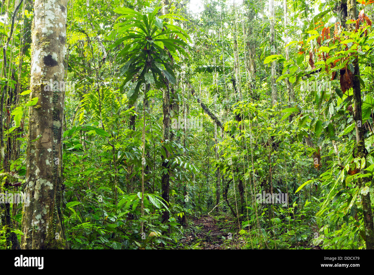 Primary tropical rainforest in the Ecuadorian Amazon Stock Photo