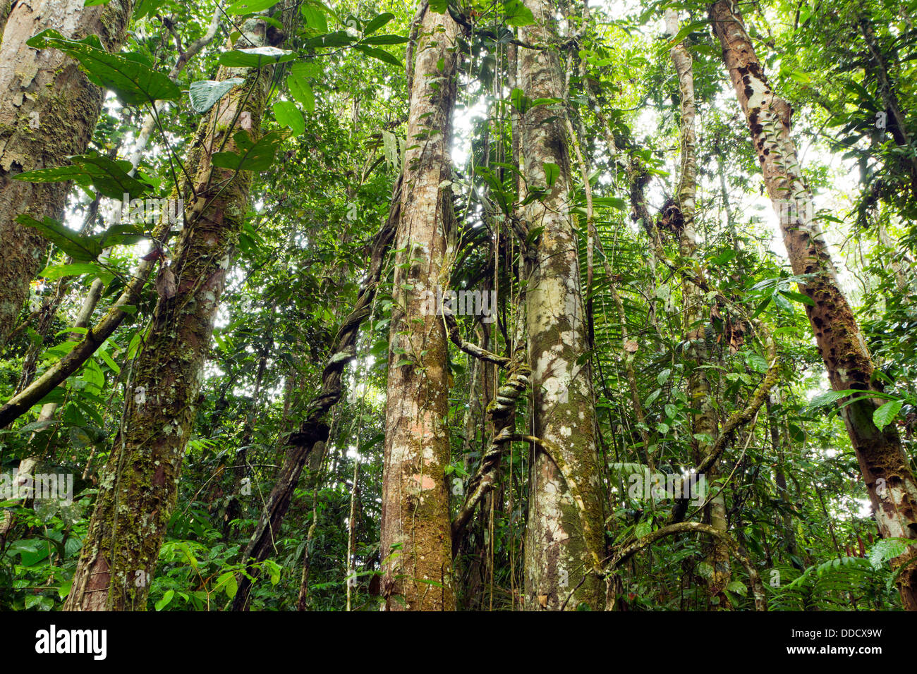 Tree trunks in tropical rainforest, Ecuador hung with lianas Stock Photo