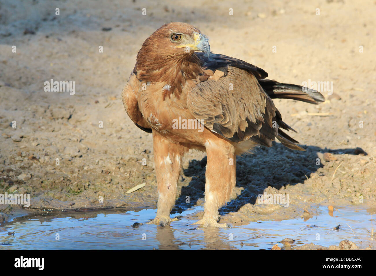 Tawny Eagle - Wild Bird Background and Raptor Beauty from Africa.  In the wild.  This water belongs to the king of the skies Stock Photo