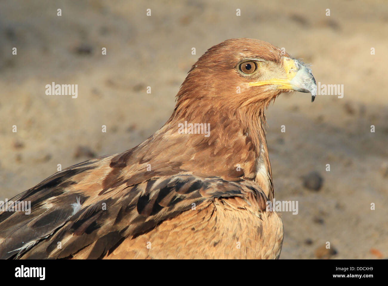 Tawny Eagle - Wild Bird Background and Raptor Beauty from Africa.  In the wild.  Looking at you with eyes of gold. Stock Photo